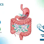 Ilustração científica interativa mostrando o sistema digestivo humano com representação de bactérias probióticas benéficas, alimentos fontes de probióticos como iogurte, kefir, kombucha e kimchi