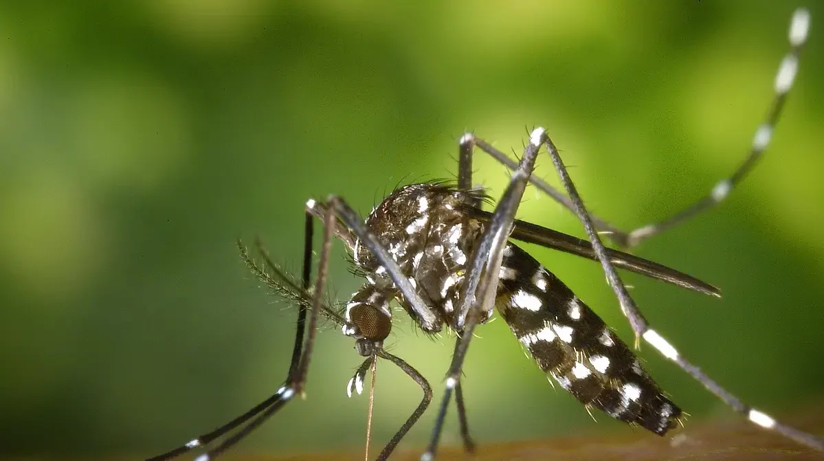 mosquito Aedes aegypti