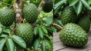 Graviola - Fruta com casca verde-espinhosa sobre fundo neutro